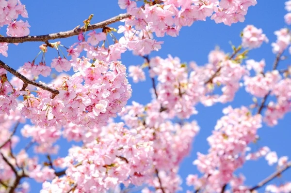 新年度のおやつの準備は万全ですか？毎日のおやつ、もう悩まなくて大丈夫です